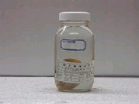 藏品(廣東長吻鰩)的圖片